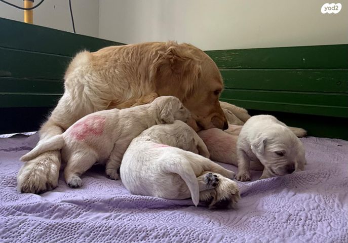 כלב גולדן רטריבר