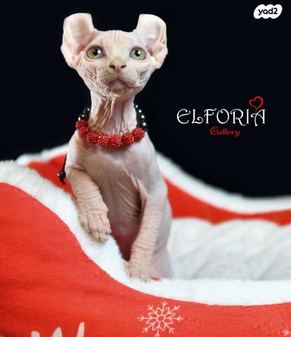 חתול ספינקס