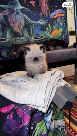 חתול הימלאיה