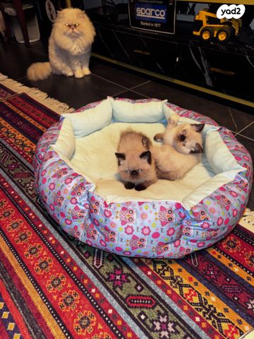 חתול הימלאיה