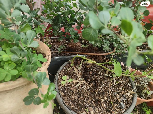 דירת גן, ברוריה 7, קטמון הישנה, ירושלים