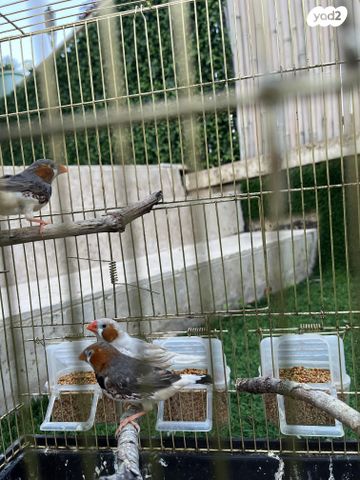 תוכי פינקים