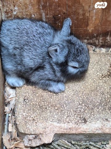 מכרסם ארנב ננסי