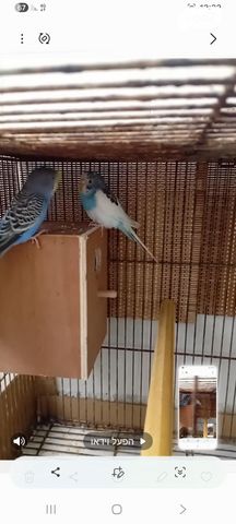 תמונת מודעה - חיות מחמד