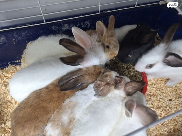 תמונת מודעה - חיות מחמד