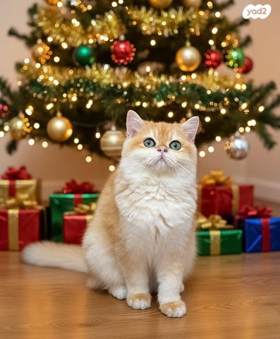 תמונת מודעה - חיות מחמד