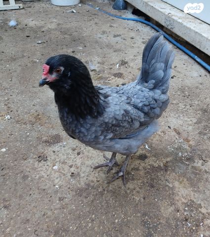 תמונת מודעה - חיות מחמד