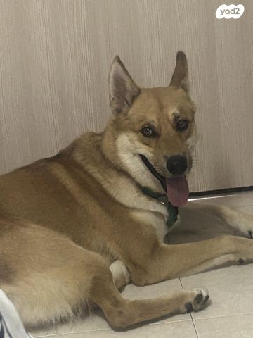 תמונת מודעה - חיות מחמד