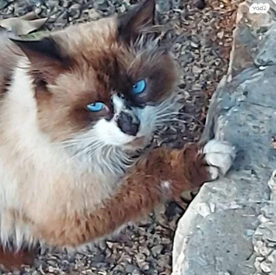 תמונת מודעה - חיות מחמד