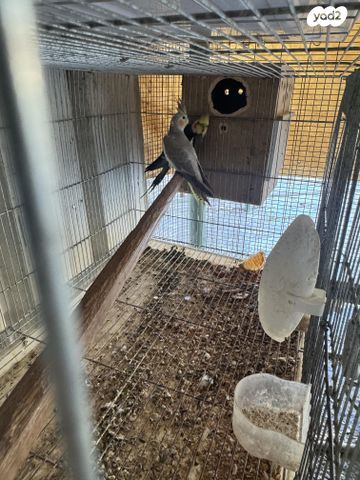 תמונת מודעה - חיות מחמד