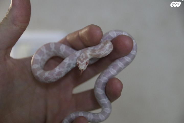 תמונת מודעה - חיות מחמד