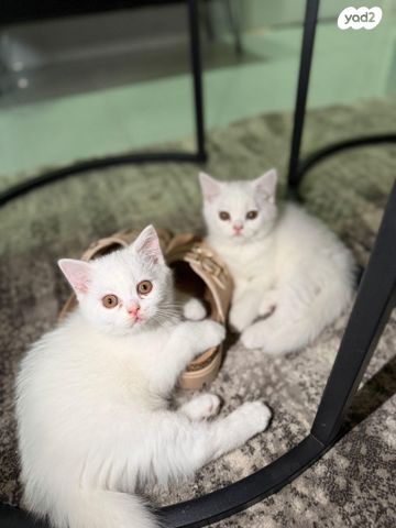 תמונת מודעה - חיות מחמד