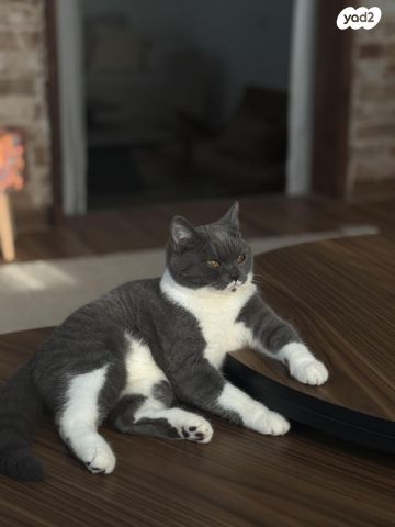 תמונת מודעה - חיות מחמד