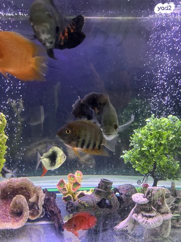 תמונת מודעה - חיות מחמד