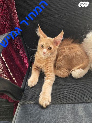 תמונת מודעה - חיות מחמד