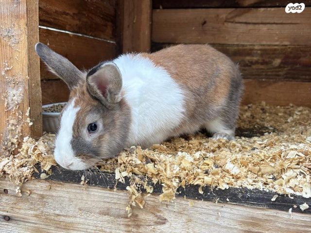 תמונת מודעה - חיות מחמד