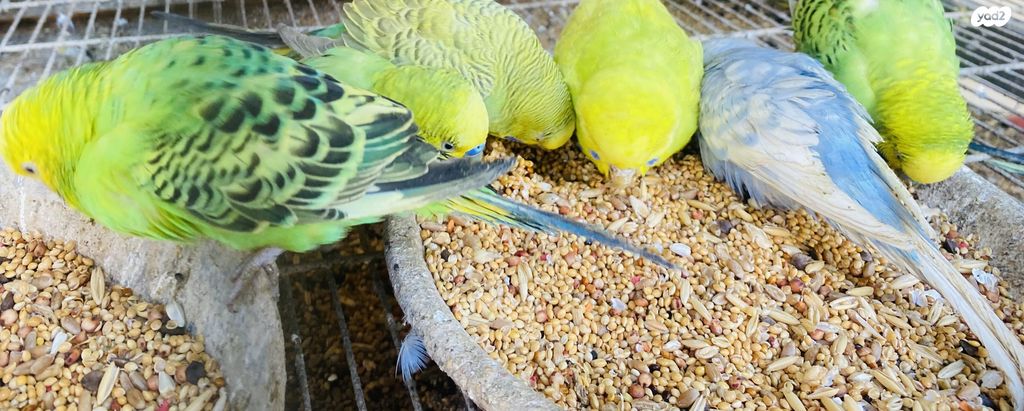 תמונת מודעה - חיות מחמד