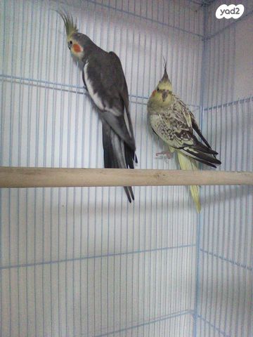 תמונת מודעה - חיות מחמד