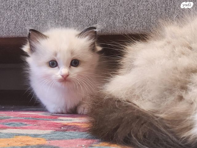 תמונת מודעה - חיות מחמד