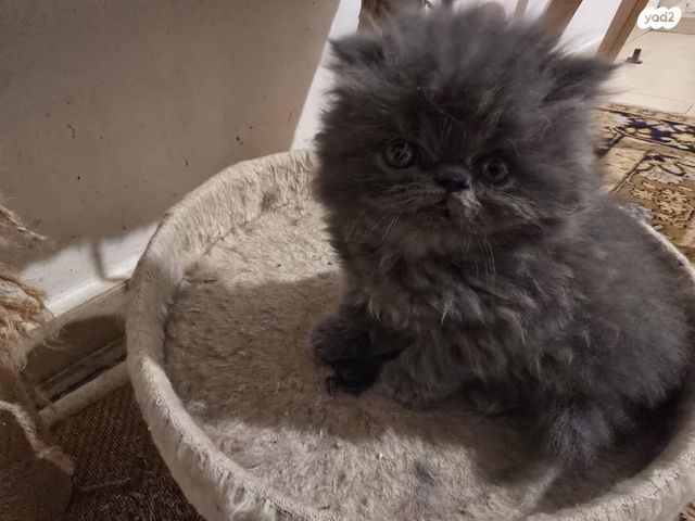 תמונת מודעה - חיות מחמד