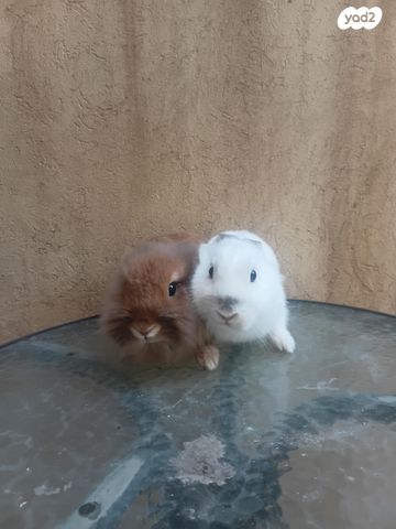 תמונת מודעה - חיות מחמד