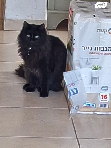 תמונת מודעה - חיות מחמד