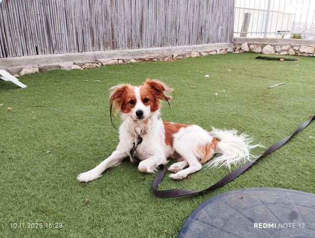 תמונת מודעה - חיות מחמד