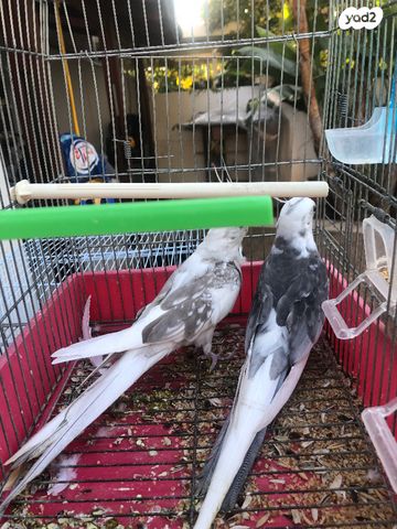 תמונת מודעה - חיות מחמד