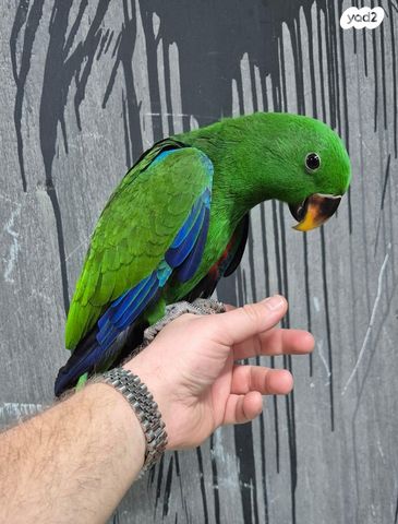 תמונת מודעה - חיות מחמד