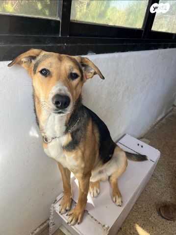 תמונת מודעה - חיות מחמד