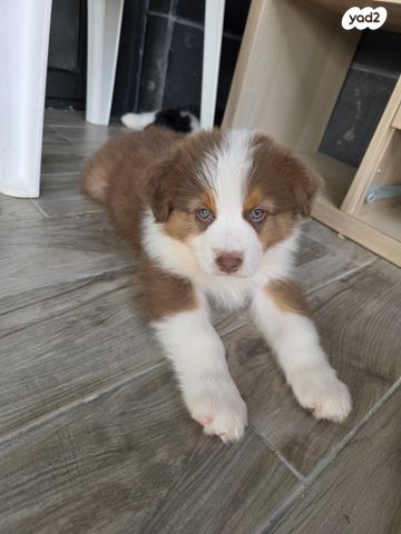 תמונת מודעה - חיות מחמד