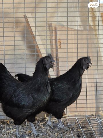 תמונת מודעה - חיות מחמד