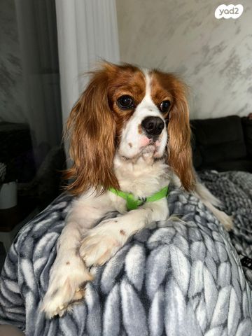 תמונת מודעה - חיות מחמד