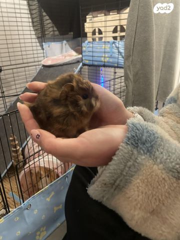 תמונת מודעה - חיות מחמד