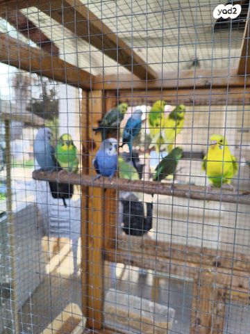 תמונת מודעה - חיות מחמד