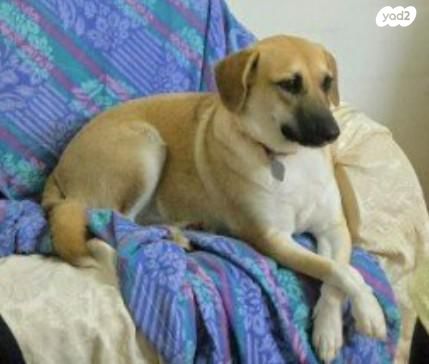 תמונת מודעה - חיות מחמד