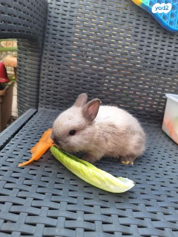 תמונת מודעה - חיות מחמד