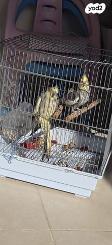 תמונת מודעה - חיות מחמד