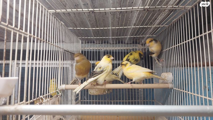 תמונת מודעה - חיות מחמד