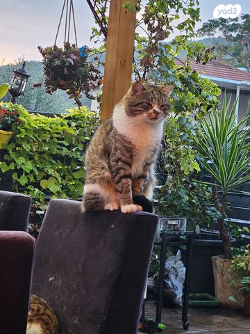 תמונת מודעה - חיות מחמד