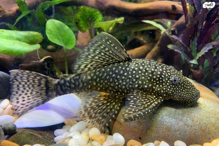 תמונת מודעה - חיות מחמד