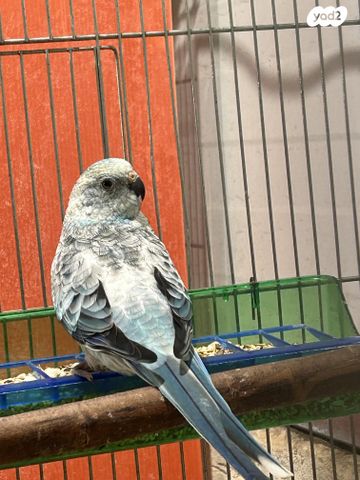 תמונת מודעה - חיות מחמד