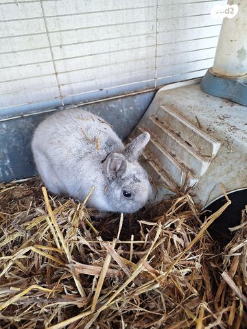 תמונת מודעה - חיות מחמד