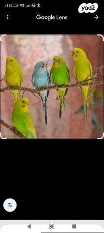 תמונת מודעה - חיות מחמד