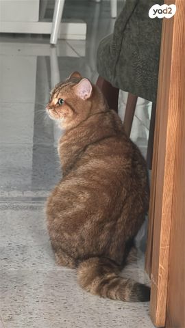 תמונת מודעה - חיות מחמד