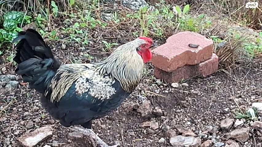 תמונת מודעה - חיות מחמד