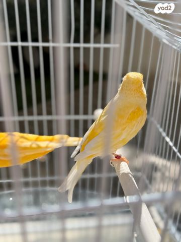 תמונת מודעה - חיות מחמד