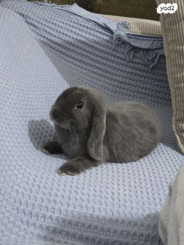 תמונת מודעה - חיות מחמד