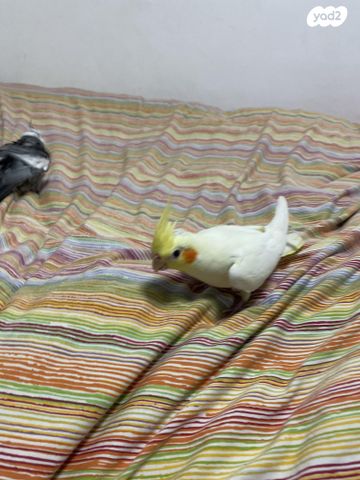 תמונת מודעה - חיות מחמד