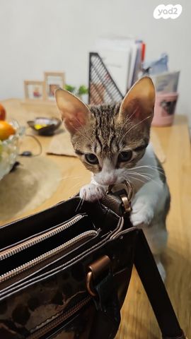 תמונת מודעה - חיות מחמד